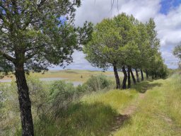 Flora del Cerro Masatrigo